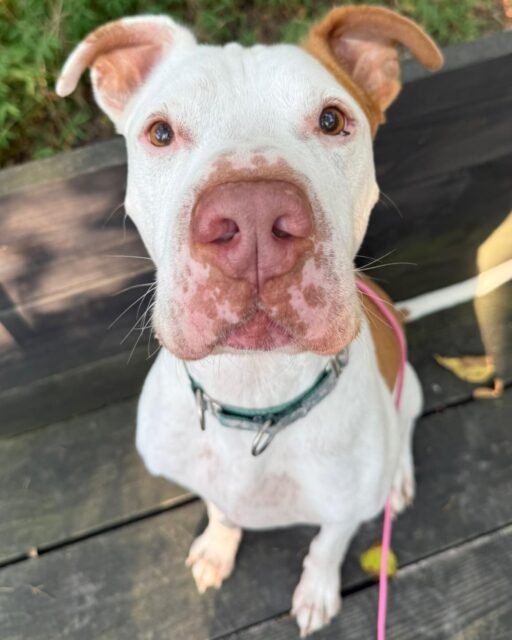 Buster really said, “Are you gonna keep taking pictures or are you gonna give me attention?” Those eyes are IMPOSSIBLE to say no to. 💚✨

Drop a 🥹 if Buster just stole your heart.

#animalovers #ofsds #oldfriendsseniordogsanctuary #seniordogs #ofsdsbuster
