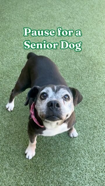 Your sign to get a senior dog might be hiding in this video 👀🐾

Pause the reel and see who you get… maybe it’s meant to be. 💚

Who did you get?! 👇
