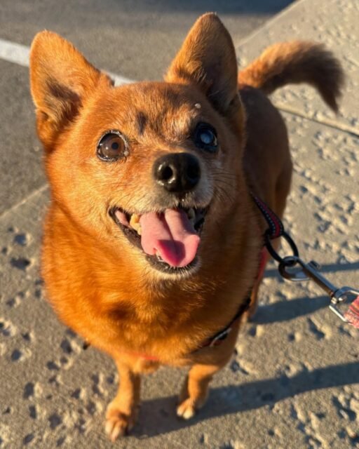 If happiness had a color, it would be Aubie’s maple syrup coat. 🍁🤎 That smile says it all, this boy is just pure sweetness. 🥹

Who else is obsessed with Aubie’s smile? 👇

#animalovers #ofsds #oldfriendsseniordogsanctuary #seniordogs #ofsdsaubie