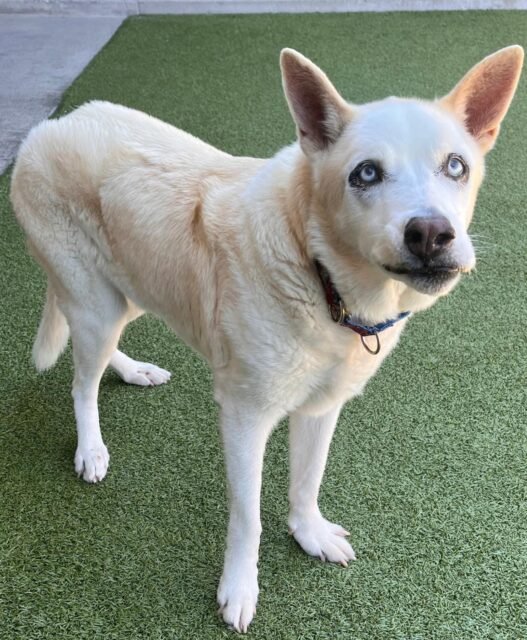 POV: you meet Spirit and immediately fall in love with her derpy little face. 😂❤️

Who else thinks Spirit is adorable?!

#animalovers #ofsds #oldfriendsseniordogsanctuary #seniordogs #ofsdsspirit