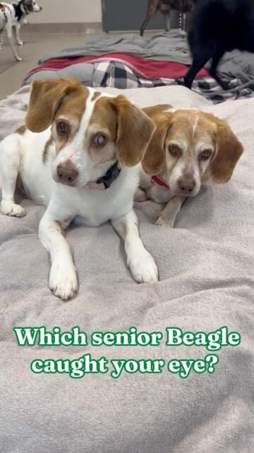 Beagle roll call! ✨

Which one are YOU choosing? 👀

Our fosterable Beagles are ready to steal some hearts. Check out our website to learn more about fostering! 💚
 
#animalovers #ofsds #oldfriendsseniordogsanctuary #seniordogs