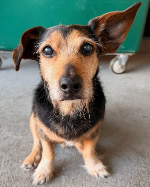 Duffy is the cutest most handsome boy with the cutest ears AND a little beard situation going on. Honestly… he’s got the distinguished gentleman look down. 🤌🏼

Give Duffy some love in the comments! 💚

#animalovers #ofsds #oldfriendsseniordogsanctuary #seniordogs #ofsdsduffy