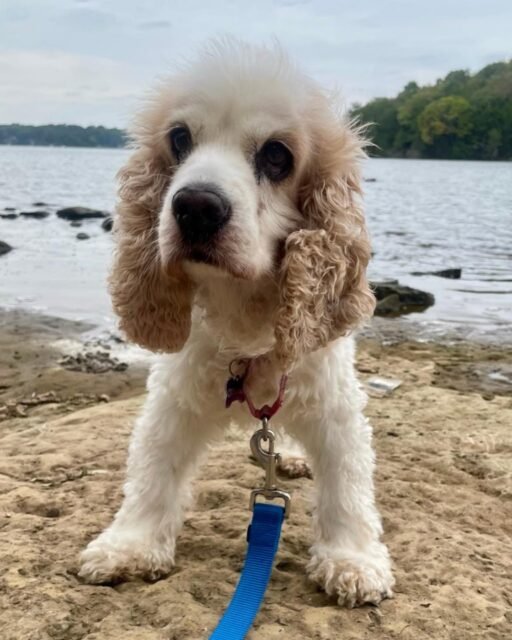 The girl, the myth, the LEGEND… Cinnamon! 💅🐾🌊 Our fan favorite traded her usual sanctuary day for a little lake adventure, and she understood the assignment. 💚

Are you team lake day, too? 👇

#animalovers #ofsds #oldfriendsseniordogsanctuary #seniordogs #ofsdscinnamon