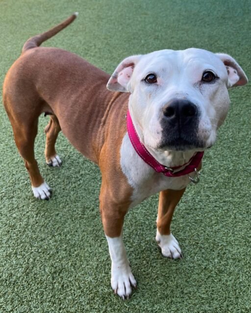 Cleo's love language? ATTENTION. This pretty girl is happiest when she's making new friends and soaking up all the love! 

Give her some love below! 💚

#animalovers #ofsds #oldfriendsseniordogsanctuary #seniordogs #ofsdscleo