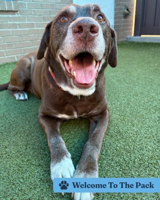 Welcome to the pack: Bear, Maybelline, and Jacy! 💚🐾

Bear - is the chocolate Lab of your DREAMS! This handsome boy is as sweet as they come, and we’re already obsessed with him!

Maybelline - because the name really does say it all! This adorable little Yorkie is a proper lady who knows she’s THAT girl. 

Jacy - is our newest tan Lab with the sweetest smile you’ve ever seen! She loves soaking up all the attention, and honestly, who could resist that face?!

We’re so happy to have these three sweet seniors with us! 🐶💚

Drop a warm welcome in the comments for Bear, Maybelline, and Jacy! 🥹

#ofsds #oldfriendsseniordogsanctuary #seniordogs #ofsdswelcometothepack #ofsdsbear #ofsdsmaybelline #ofsdsjacy