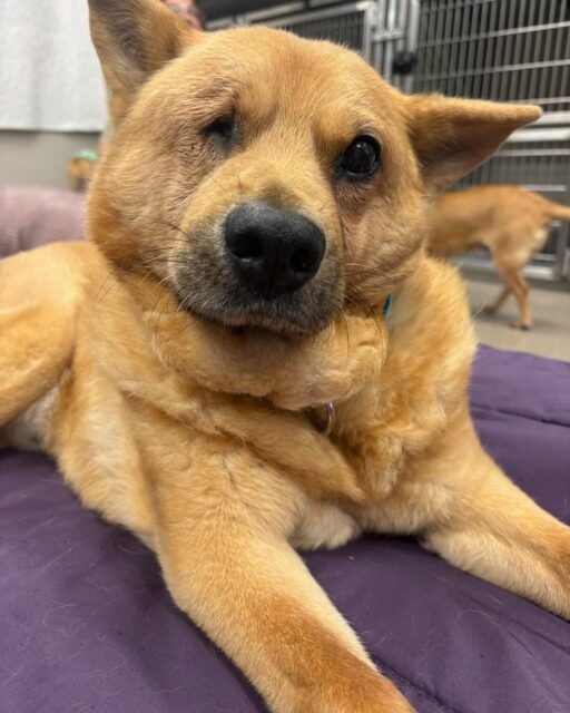 Respectfully, we need everyone to stop scrolling and appreciate Hachi’s little face. 🥹 That squished eye and adorable head tilt?! We’re OBSESSED with Hachi! 💚

#animalovers #ofsds #oldfriendsseniordogsanctuary #seniordogs #ofsdshachi