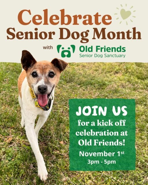 Join us at Old Friends Senior Dog Sanctuary as we kick off Celebrating Senior Dog Month with Old Friends! 💚🐾

Sunday, November 1, 2026
3:00–5:00 PM

Enjoy a fun and relaxed happy-hour atmosphere featuring cocktails, light bites, and a special art showcase. Browse beautiful artwork available for purchase, with a portion of sales benefiting the senior dogs in our care. 

Mingle with fellow dog lovers, meet some of our beloved Old Friends, and enjoy tours of the sanctuary as we kick off a month dedicated to celebrating senior dogs and raising funds for their lifelong care! 💚

Admission is FREE! To RSVP please click the link in our bio! 🔗 
Please RSVP by October 28th. We look forward to celebrating with you! 

#nationalseniorpetmonth #ofsds #animallovers