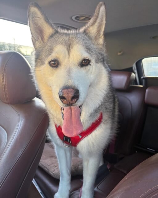 POV: you’re Leia and your only plans today are windows down, good vibes, and a little adventure. This girl knows how to make the most of a car ride! 💚

Wait… did you know you can take our seniors on play dates AND sleepovers?! 👀 

Head to our website to learn how you can give one of our Old Friends a little adventure of their own! 🐾

#animalovers #ofsds #oldfriendsseniordogsanctuary #seniordogs #ofsdsleia