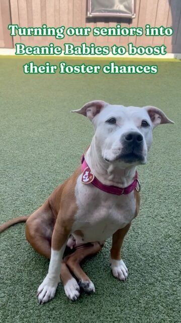 POV: We turned our senior dogs into Beanie Babies to see if it would boost their chances of getting fostered… 👀💚

But the real question is… DID IT WORK?! 👀

These little collectibles are ready for their forever sleepovers, and we’re hoping this trend helps them find their people! 

#animallovers #ofsds #seniordogs
#oldfriendsseniordogsanctuary