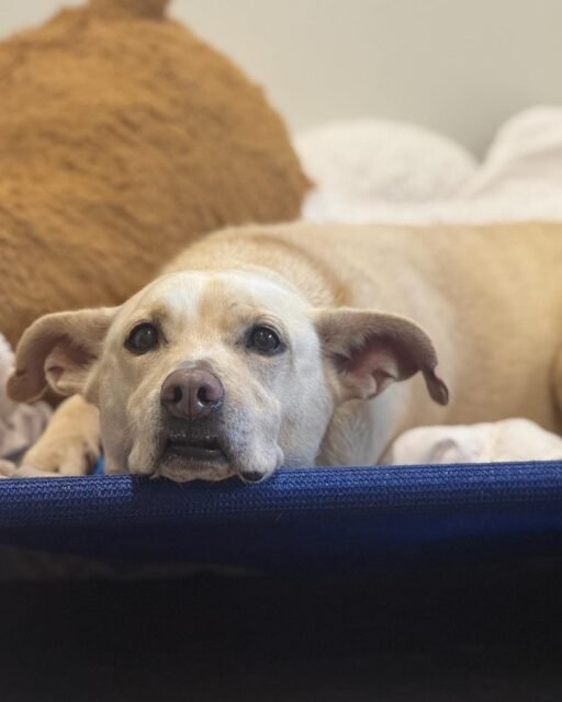 she’s booked, she’s busy, and she’s absolutely NOT getting out of bed for anyone. 😂

Jackie is just a girl with big ears, a tiny lip malfunction, and a whole lot of charm. Leave this queen some love! 

#animalovers #ofsds #oldfriendsseniordogsanctuary #seniordogs #ofsdsjackie