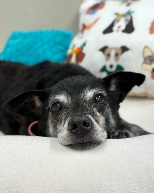 Powdered sugar face and a heart full of love. Baby Girl is proof that the sweetest things come with a little extra frosting!

Who else is obsessed with a sugar-faced senior? 💚

#animalovers #ofsds #oldfriendsseniordogsanctuary #seniordogs #ofsdsbabygirl
