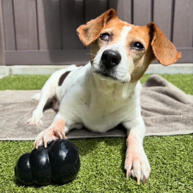 Charm said enrichment time, PLEASE! 💚This senior sweetheart is living her best life with a frozen Kong, and we love seeing our Old Friends enjoy the little things!

Want to help make more moments like this possible? 🦴 Our wishlists are filled with items that help keep our seniors happy, comfortable, and enriched. Head to our website to explore our wishlists and spoil a senior dog today! 💚

#animalovers #smilemore #DogLife #ForeverFoster #ofsdscharm