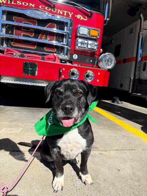 🚒❤️ Joy is reporting for duty… and she understood the assignment!

Our girl Joy got to spend some time out of her day visiting the Wilson County firefighters, and she was an absolute STAR! 🥹 She loved meeting new people, sniffing all the new smells, and soaking up every second of her special outing. We think she might have found her new favorite crew! Thank you to @wilsonco.iaff_4238 for letting her stop by to say hi!

#seniordogs #ofsds #animallovers #ofsdsjoy #oldfriendsseniordogsanctuary