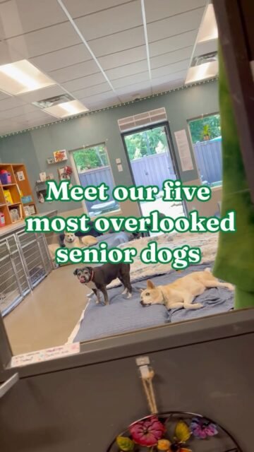 Some of our sweetest seniors have been waiting far too long to be noticed. 💔🐾

Senior dogs can get overlooked for so many reasons, whether it’s their age, medical needs, or simply because younger dogs catch people’s eyes first. But we believe every senior deserves to be seen, loved, and given the chance to thrive in a home of their own.

We’re shining a spotlight on 5 of our most overlooked Old Friends in hopes of changing their stories. Help us get their faces out there and find the people who will see just how special they are. 

Let’s make their waiting days a thing of the past. 💚