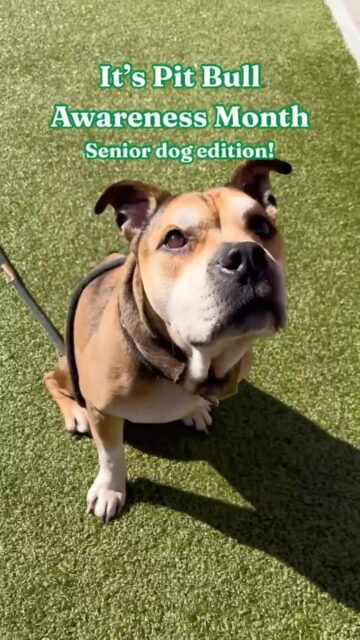 It’s Pit Bull Awareness Month, and we’re celebrating our SENIOR pitties! 🐾

Pit bulls often face unfair stereotypes, and when you add age into the mix, finding a home can become even harder. Senior pitties are so much more than their breed or their age. They have big hearts, unique personalities, and SO much love left to give. 💚

This month, we’re shining a spotlight on our senior pitties at Old Friends to remind everyone that they deserve the same love, compassion, and chance at a forever home as any other dog. 

Help us spread the love for senior pitties by sharing this post! 💚