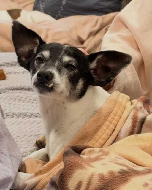 Oh, Peter. 🥹🤍 How are you even real?!

Our sweet senior boy was just waking up from his nap when we caught this precious little face — snaggle tooth and all. He may be a little sleepy and a little goofy, but he is 100% sweetness. 

Can we get some love for this precious old man? 💚
