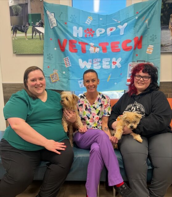 💚🐾 HAPPY VET TECH APPRECIATION WEEK! 🐾💚

Vet Tech Appreciation Week is all about celebrating the veterinary technicians who work tirelessly to keep our furry friends happy, healthy, and cared for! And at Old Friends, we have THREE incredible vet techs who deserve all the love and appreciation in the world. 🥹💚

From caring for our seniors here at the sanctuary to supporting the dogs in our Forever Foster homes, our medical team does SO much behind the scenes to make sure every Old Friend gets the care they deserve. From medications and treatments to comfort, compassion, and endless love, we truly couldn’t do what we do without them!

We are beyond grateful for our amazing medical staff and everything they do for our seniors every single day. Old Friends simply wouldn’t be Old Friends without them! 🐾

And of course, OF Journey and OF Maybelline had to join in on the appreciation! 💚 

Help us show our three amazing vet techs some love in the comments! 👇

 #NationalVeterinaryTechnicianWeek #seniordogs #ofsds