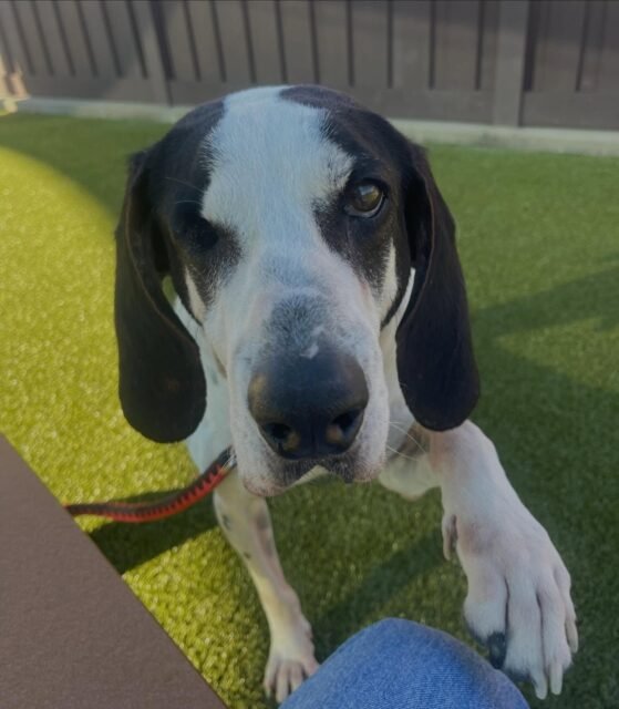 Some dogs have a way of making you stop scrolling… Elvis just happens to do it with one eye and the cutest little paw wave. 🥹💚

Share Elvis with someone who needs a little extra cuteness today! 💚

#animalovers #DogLife  #Ofsds #ofsdselvis #loveheals