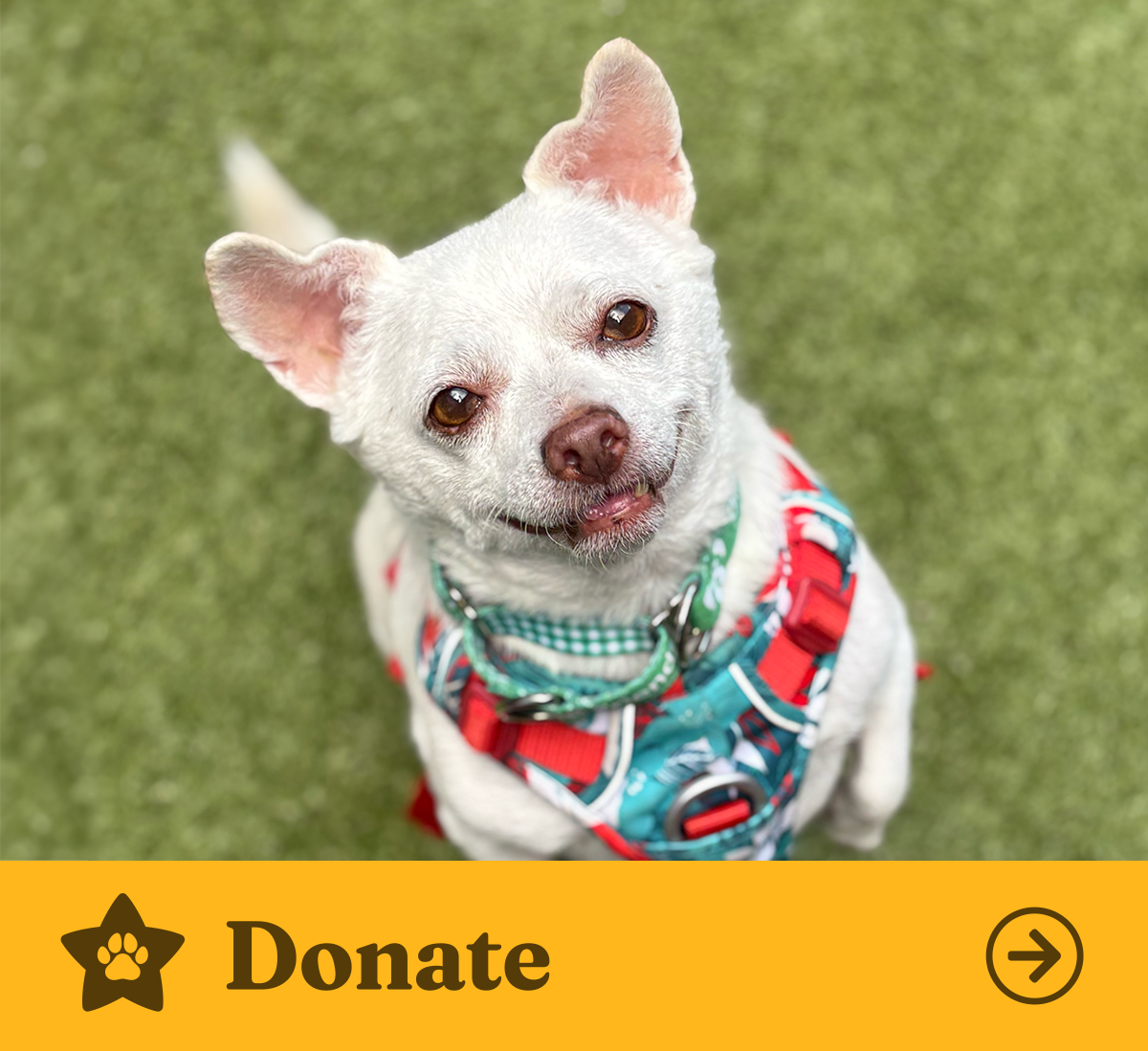 OFSDS Donate