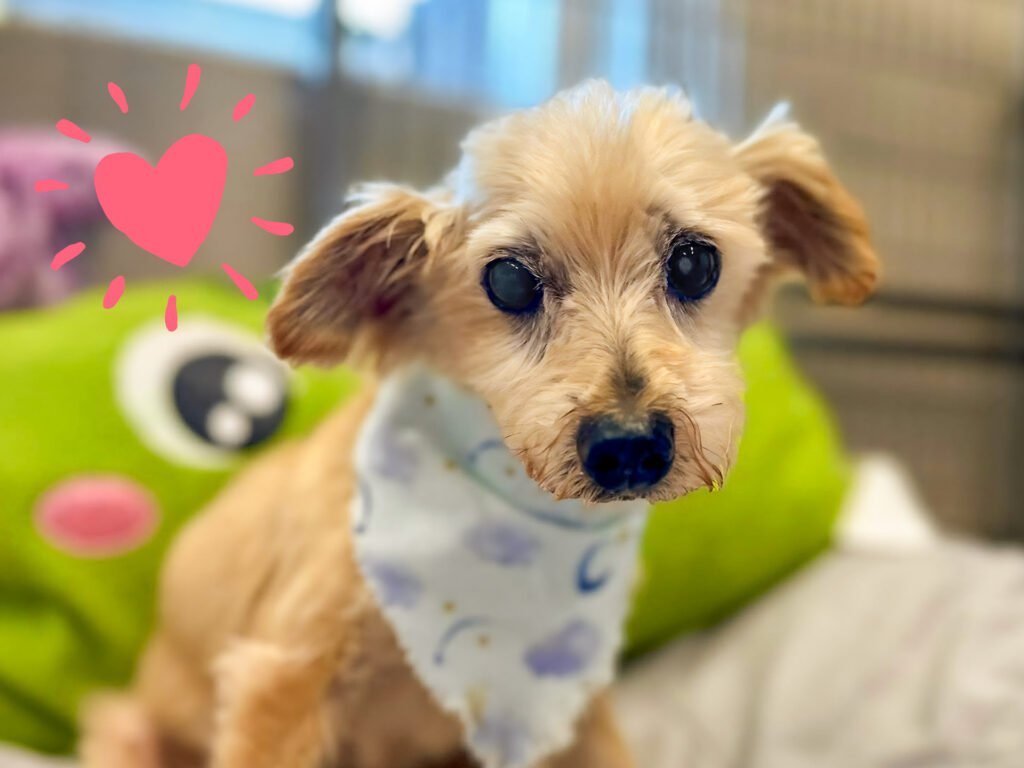 Old Friends Senior Dog Sanctuary Giving