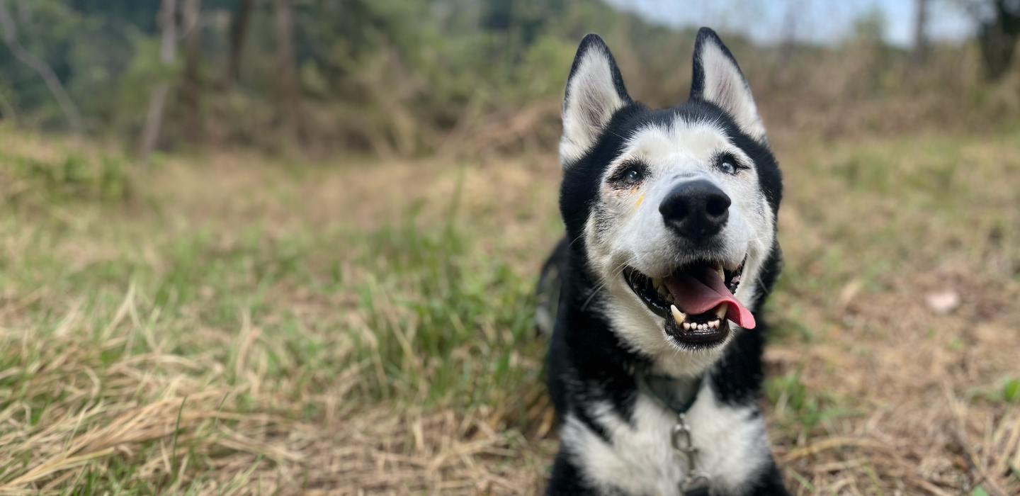 Jupiter Old Friends Senior Dog Sanctuary